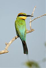 Rainbow Bee-eater